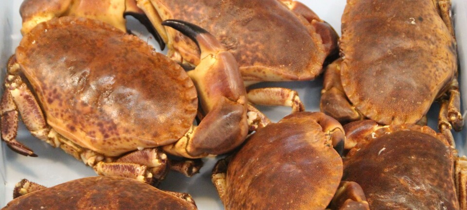 Økte fangster av taskekrabbe