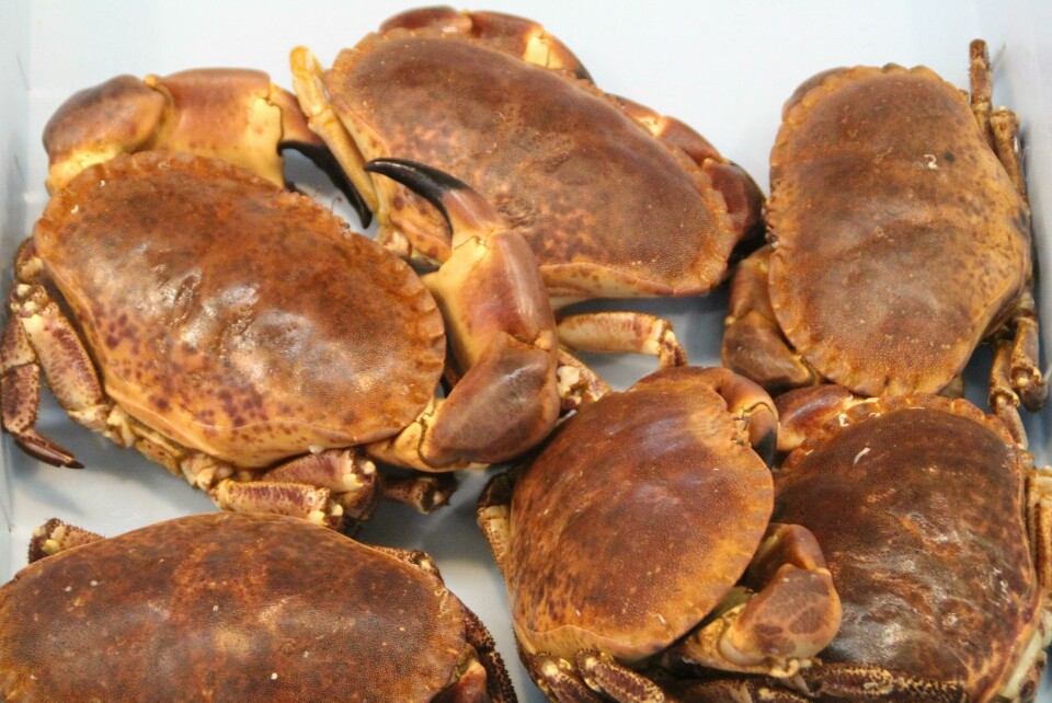 Krabbene kan bli dyre om ikke teinene er i henhold til kravene til rømningsåpninger og råtnetråd. Foto Terje Engø
