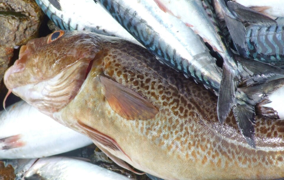 Det registreres hvor mange torsk turistene fiskes, mens det ikke gjøres tilsvarende for mange fiskeslag som makrell. Foto Terje Engø