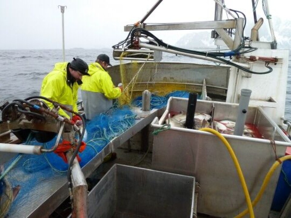 Det meste av fisken tas fortsatt med garn.