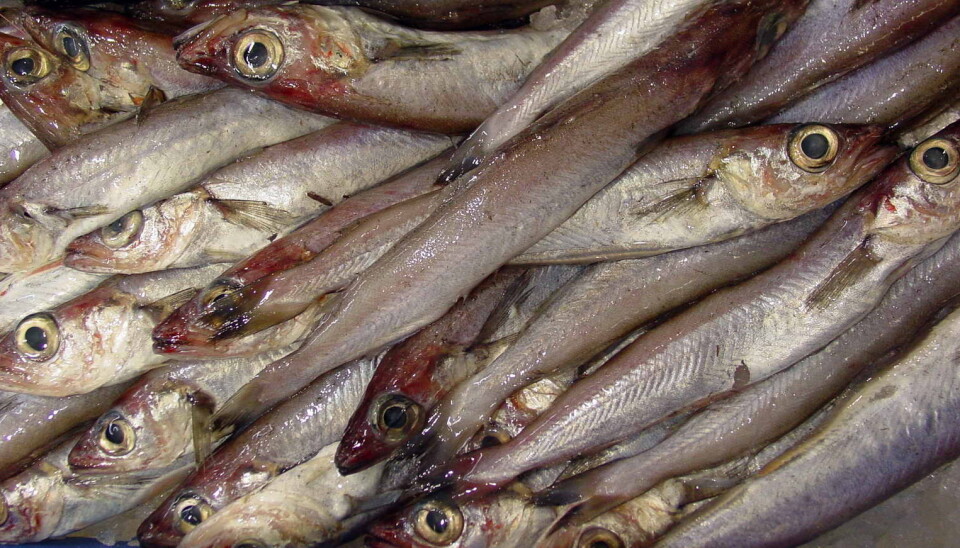 NYE REGLER: – Regelverket er også viktig for at fiskemel- og oljeindustrien skal kunne dokumentere overfor sine kunder at råstoffet de bruker er lovlig høstet, uttaler fiskeriministeren. Kolmule brukes i dag mest som råstoff til fiskemel. Illustrasjonsfoto.