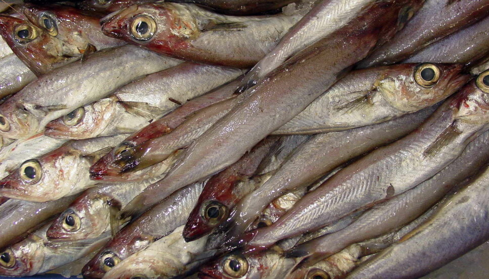 KVOTEREGULERING: Kolmule brukes i dag mest som råstoff til fiskemel.