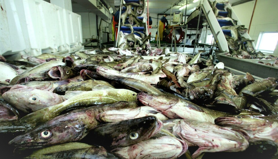 NYE TIDER: – Løsningen ble rullet ut i mai i fjor, og i løpet av ett år har 42 500 sertifikater blitt behandlet automatisk. Det er 50 prosent av det totale volumet, opplyser Digitaliseringsdirektoratet i en pressemelding.