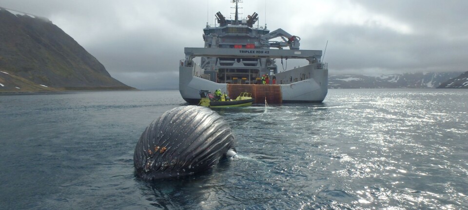 Måtte fjerne knølhval - innviklet i tau og iler