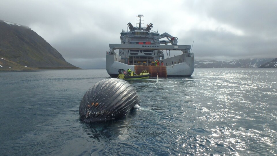 Knølhvalen ble slept nord for Nordkapp og sluppet med kyststrømmen. (Foto: KV Jarl) Knølhvalen ble slept nord for Nordkapp og sluppet med kyststrømmen. (Foto: KV Jarl)