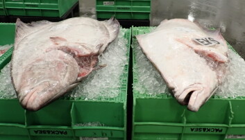 Skjæran til Danmark for å diskutere ulovlig kveitefiske
