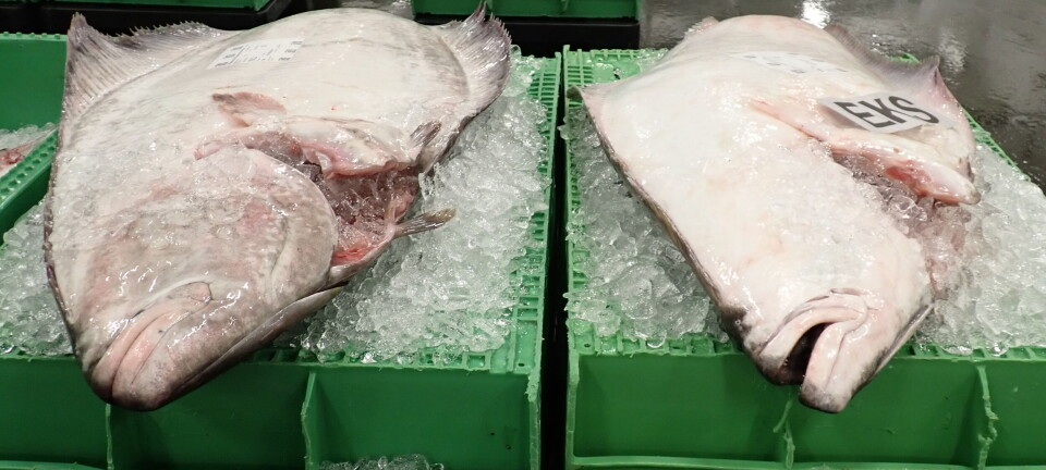 Skjæran til Danmark for å diskutere ulovlig kveitefiske