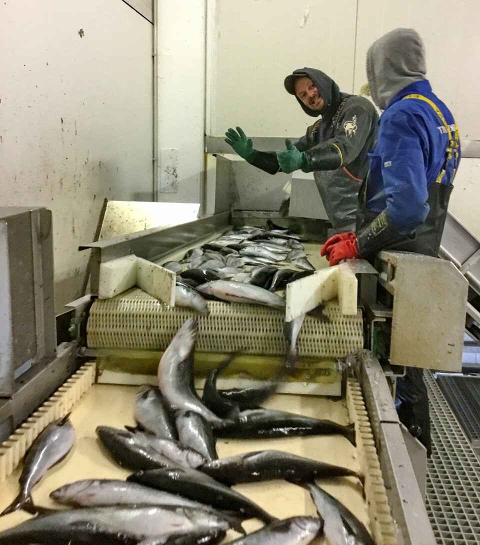 Her plukker skipper Børge Refsnes ut skadd sei fra fangsten direktoratet mener var ulovlig. Foto Fiskeridirektoratet