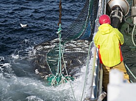Ønsker et mer skånsomt og effektivt snurrevadgir