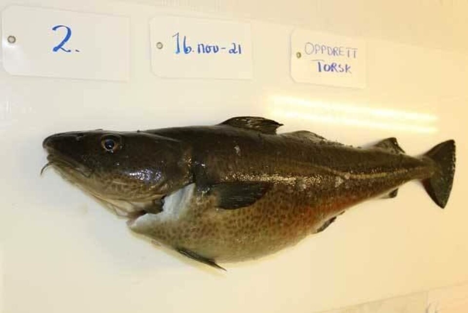 MÅ HA HØYE PRISER: – En lønnsom oppdrettsnæring forutsetter enten høye priser for villtorsk, eller at aktørene innen torskeoppdrett klarer å skille oppdrettstorsk fra villtorsk, sier markedsforsker Morten Heide i Nofima. (Foto: Silje Kristoffersen/Nofima) MÅ HA HØYE PRISER: – En lønnsom oppdrettsnæring forutsetter enten høye priser for villtorsk, eller at aktørene innen torskeoppdrett klarer å skille oppdrettstorsk fra villtorsk, sier markedsforsker Morten Heide i Nofima. (Foto: Silje Kristoffersen/Nofima)