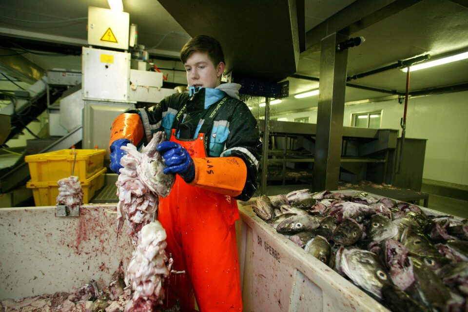 MILLIONER TIL REKRUTTERING: Regjeringen gir millioner til kommunene for å rekruttere til fiskerinæringen. Her er Jonas Jørgensen fra Røst i aksjon på tungeskjærerpiggen for noen år siden. Han er i dag garnfisker på båten «Alf Jens» av Røst, og har etter eget utsagn aldri sett seg tilbake yrkesmessig. Røst var for øvrig ikke på søkerlista til rekrutteringsstøtte.(Foto: Rune Kr. Ellingsen).
